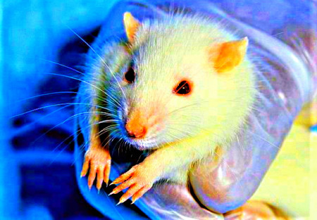 Mláďata laboratorních potkanů měla po očkování vakcínou proti covidu malformace žeber, vyplývá z dokumentů firmy Moderna