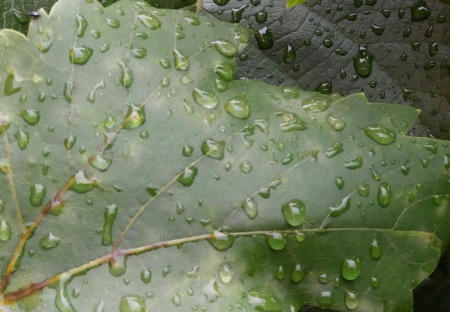 Letní déšť (srpen 2018)
